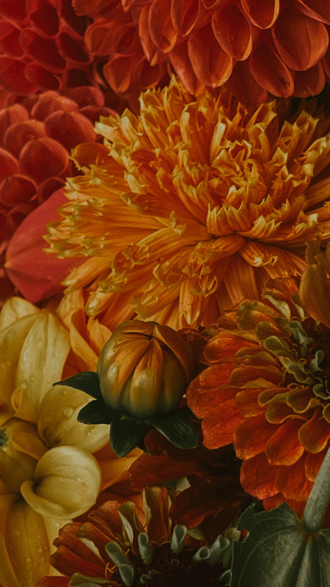 Dahlia Tubers